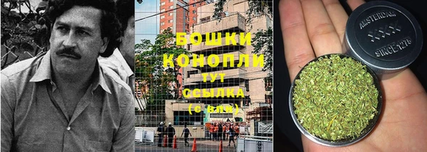индика Богданович